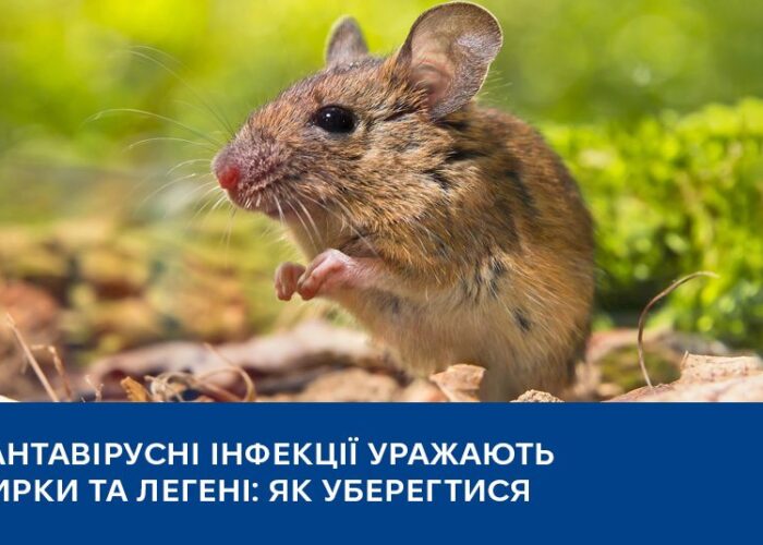 Хантавірусні інфекції: що це і як уберегтися