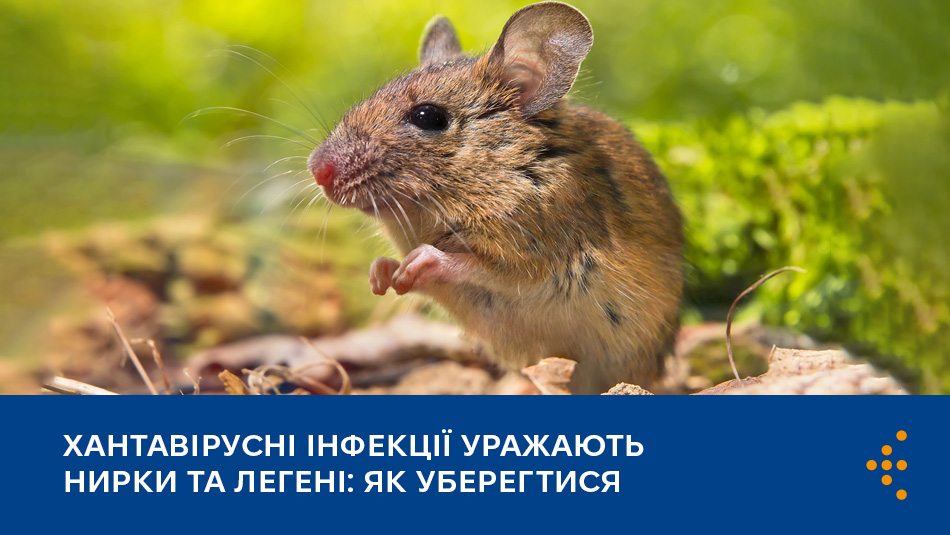 Хантавірусні інфекції: що це і як уберегтися